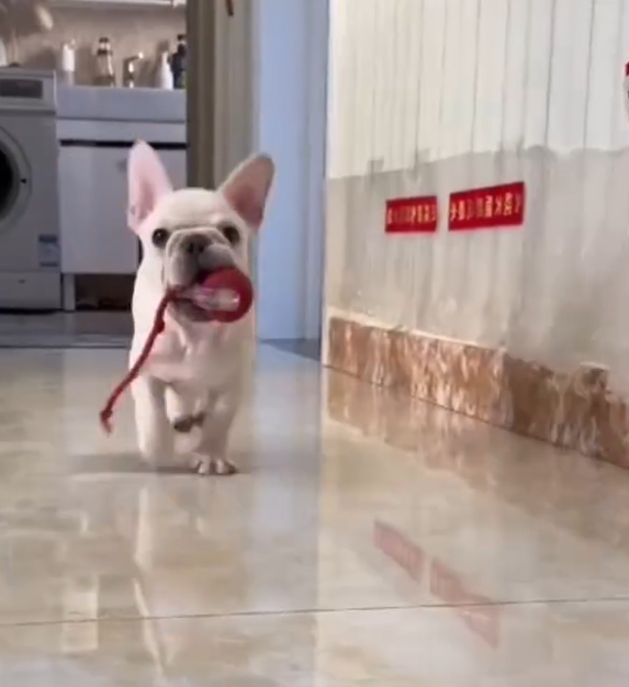 ActivePaws katten / honden interactief speelgoed